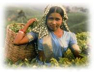 A tea picker with her basket of tender tea leaves