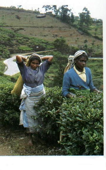 Tea Pickers are the backbone of the tea industry in Sri Lanka